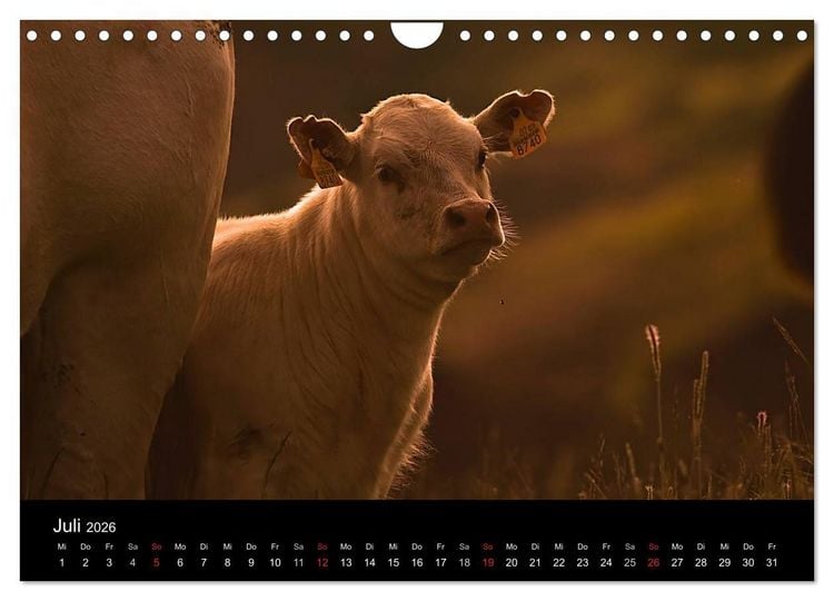 Produktbild: K&uuml;he 2026 (Wandkalender 2026 DIN A4 quer), CALVENDO Monatskalender