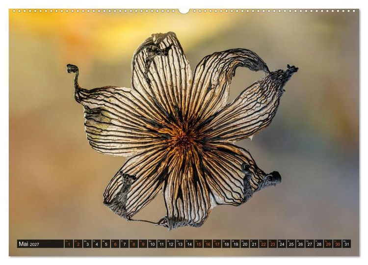 Produktbild: Kunstgalerie Wald - die verborgene Welt der Pilze (hochwertiger Premium Wandkalender 2027 DIN A2 quer), Kunstdruck in Hochglanz
