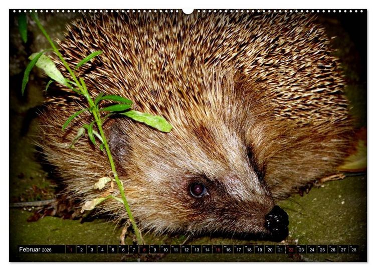 Produktbild: Meine Igel (Wandkalender 2026 DIN A2 quer), CALVENDO Monatskalender