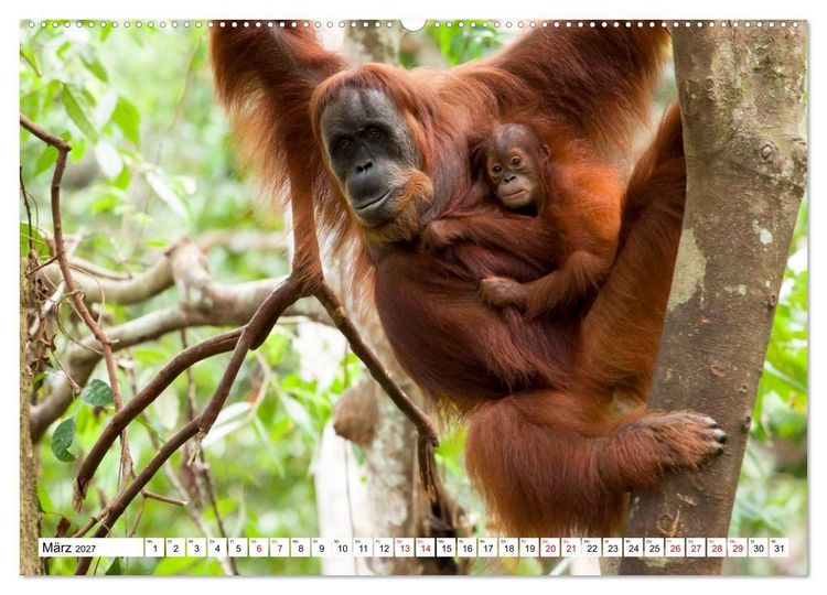 Produktbild: Orang-Utans - Menschen des Regenwaldes (Wandkalender 2027 DIN A2 quer), CALVENDO Monatskalender