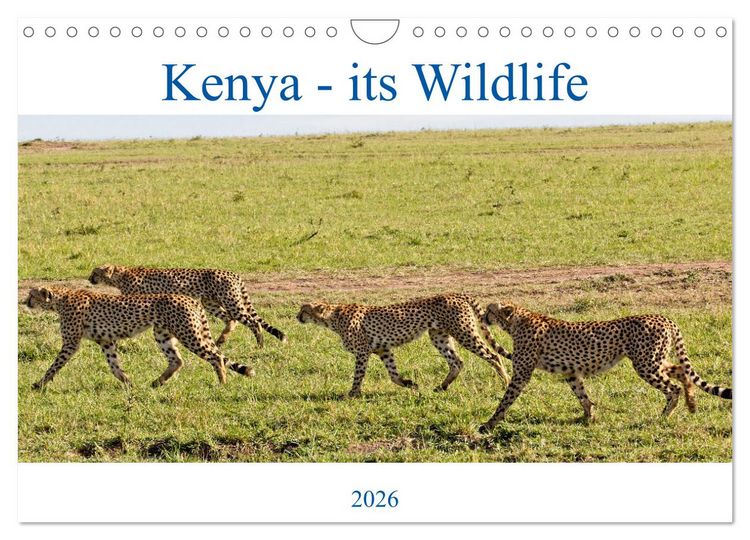 Produktbild: Kenya - its Wildlife (Wall Calendar 2026 DIN A4 landscape), CALVENDO 12 Month Wall Calendar