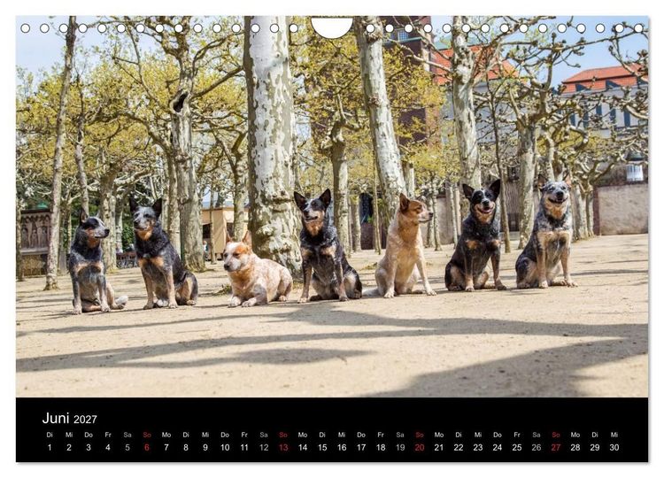 Produktbild: Australian Cattle Dogs zwischen Kunst und Kultur (Wandkalender 2027 DIN A4 quer), CALVENDO Monatskalender