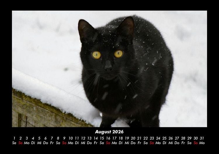 Produktbild: F&uuml;r Katzenfreunde 2026 Fotokalender DIN A3