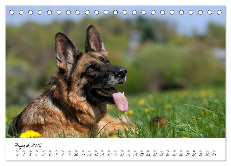 Produktbild: Deutsche Sch&auml;ferhunde - Liebenswerte Graunasen (Tischkalender 2026 DIN A5 quer), CALVENDO Monatskalender