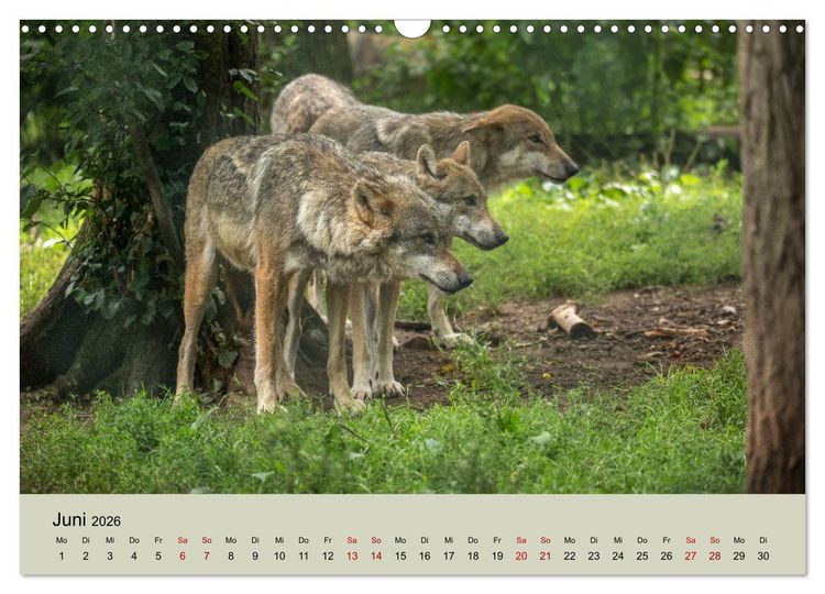 Produktbild: Wolfsrudel (Wandkalender 2026 DIN A3 quer), CALVENDO Monatskalender