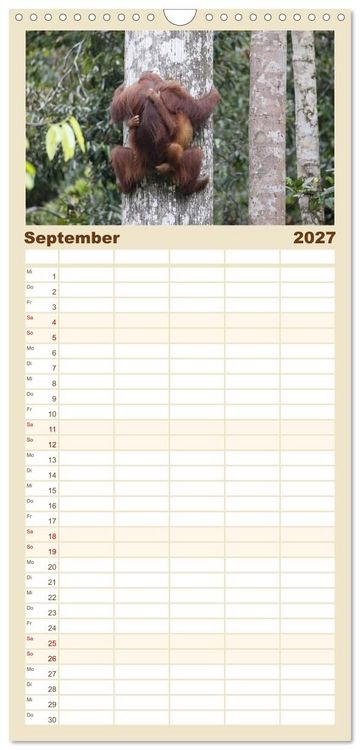 Produktbild: Familienplaner 2027 - Waldmenschen - Orang Utans auf Borneo mit 5 Spalten (Wandkalender, 21 x 45 cm) CALVENDO