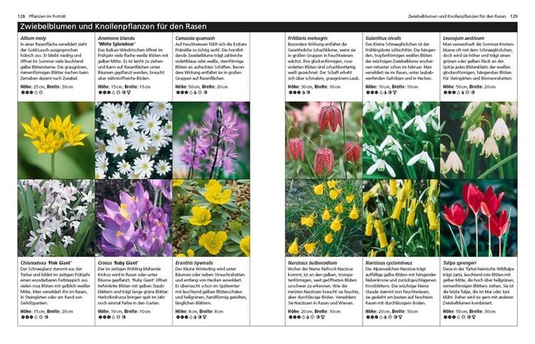 Produktbild: Rasen & Bodendecker