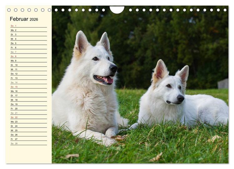 Produktbild: Wei&szlig;er Schweizer Sch&auml;ferhund - Ein Tag im Leben einer Hundefamilie (Wandkalender 2026 DIN A4 quer), CALVENDO Monatskalender