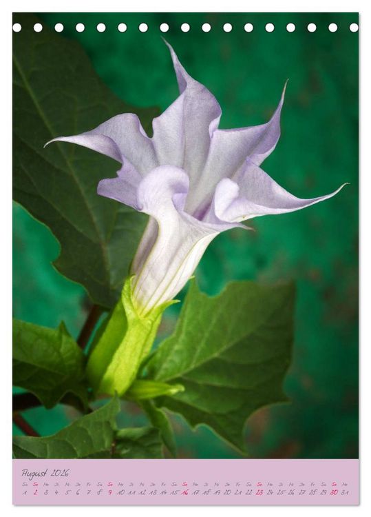 Produktbild: Brugmansia & Datura - Exotische Sch&ouml;nheiten (Tischkalender 2026 DIN A5 hoch), CALVENDO Monatskalender
