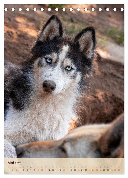 Produktbild: Im Husky-Rudel (Tischkalender 2026 DIN A5 hoch), CALVENDO Monatskalender