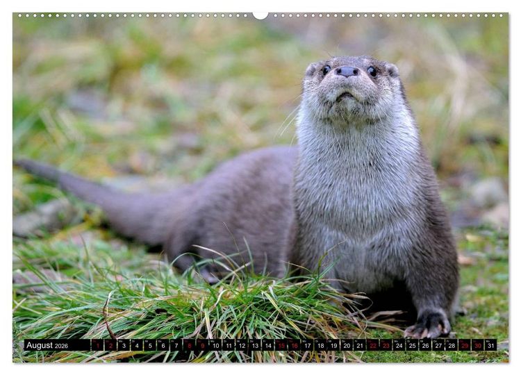Produktbild: Fischotter, flinke J&auml;ger (Wandkalender 2026 DIN A2 quer), CALVENDO Monatskalender