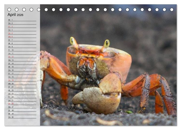 Produktbild: Krabben. Witzige Monster (Tischkalender 2026 DIN A5 quer), CALVENDO Monatskalender