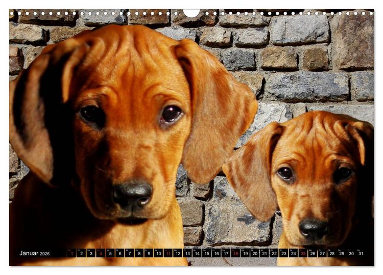 Produktbild: Rhodesian Ridgeback Augen-Blicke (Wandkalender 2026 DIN A3 quer), CALVENDO Monatskalender