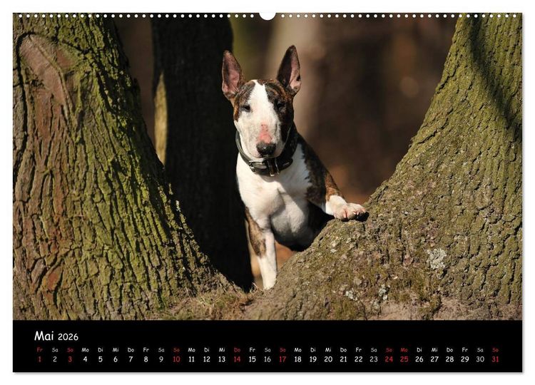 Produktbild: Bullterrier? Was sonst! (hochwertiger Premium Wandkalender 2026 DIN A2 quer), Kunstdruck in Hochglanz