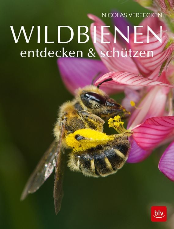Produktbild: Wildbienen entdecken & sch&uuml;tzen