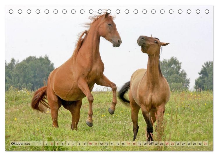 Produktbild: Quarter Horses - Die gr&ouml;&szlig;te Zuchtbuchrasse der Welt (Tischkalender 2026 DIN A5 quer), CALVENDO Monatskalender