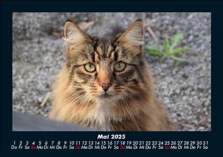 Produktbild: Tierkalender 2025 Fotokalender DIN A5