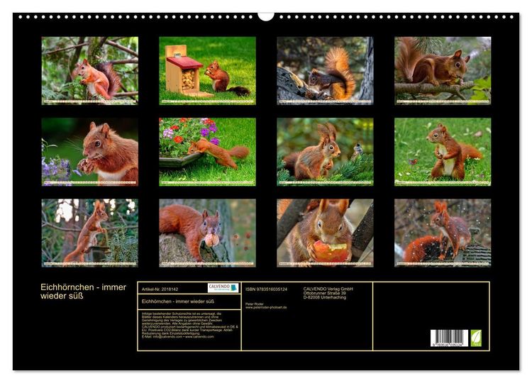 Produktbild: Eichh&ouml;rnchen - immer wieder s&uuml;&szlig; (Wandkalender 2026 DIN A2 quer), CALVENDO Monatskalender