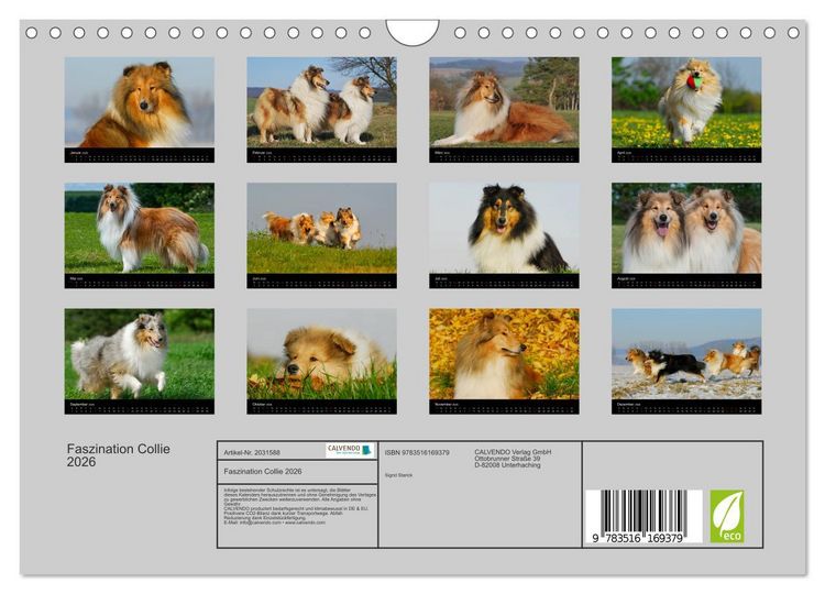 Produktbild: Faszination Collie 2026 (Wandkalender 2026 DIN A4 quer), CALVENDO Monatskalender