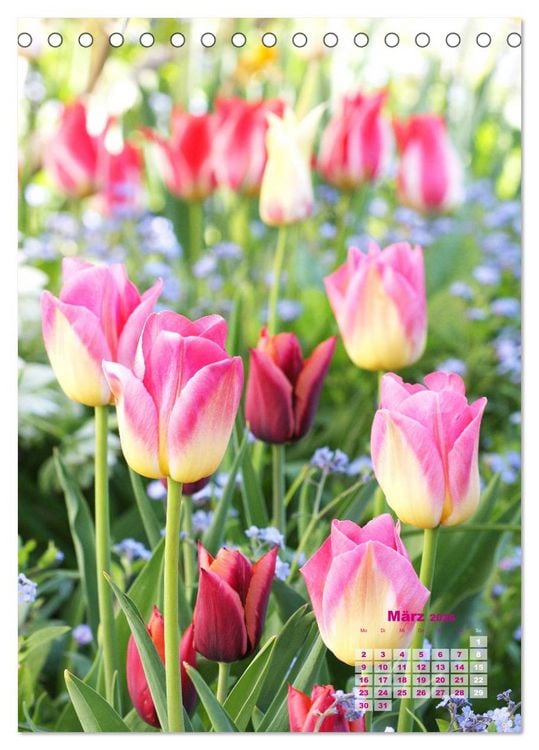 Produktbild: Ein buntes Tulpenjahr (Tischkalender 2026 DIN A5 hoch), CALVENDO Monatskalender