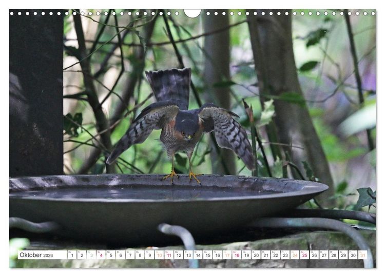 Produktbild: Sperber - Kleiner Vogel Greif (Wandkalender 2026 DIN A3 quer), CALVENDO Monatskalender