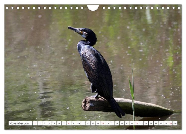 Produktbild: Heimische Tiere (Wandkalender 2026 DIN A4 quer), CALVENDO Monatskalender