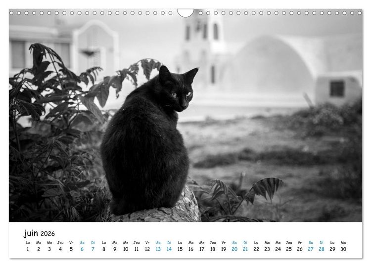 Produktbild: Chats de Santorin - Les princes d'Oia en noir et blanc (Calendrier mural 2026 DIN A3 vertical), CALVENDO calendrier mensuel