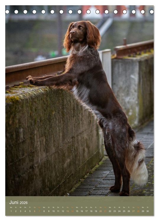 Produktbild: Deutsch Langhaar Butz - Jagdhund mit Passion und Herzblut (Tischkalender 2026 DIN A5 hoch), CALVENDO Monatskalender