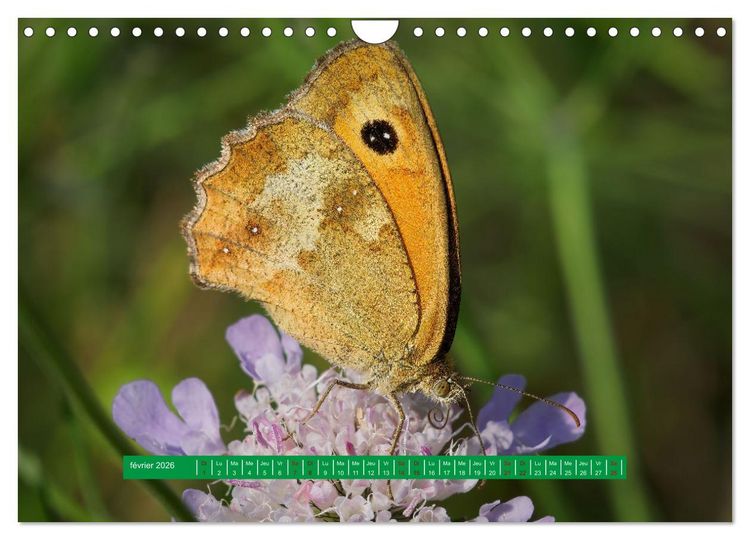 Produktbild: La vie de nos prairie, les papillons (Calendrier mural 2026 DIN A4 vertical), CALVENDO calendrier mensuel