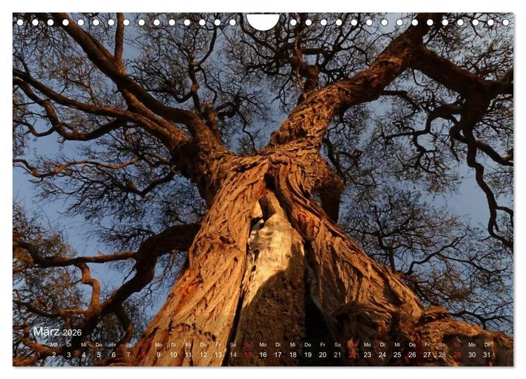 Produktbild: Afrikanische B&auml;ume (Wandkalender 2026 DIN A4 quer), CALVENDO Monatskalender