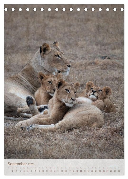 Produktbild: L&ouml;wen in Sabi Sands (Tischkalender 2026 DIN A5 hoch), CALVENDO Monatskalender