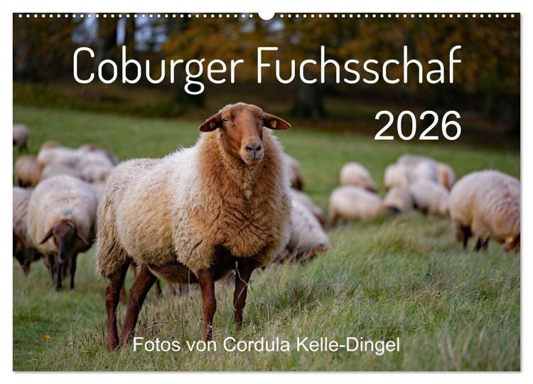 Produktbild: Coburger Fuchsschaf (Wandkalender 2026 DIN A2 quer), CALVENDO Monatskalender