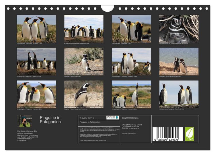 Produktbild: Pinguine in Patagonien (Wandkalender 2026 DIN A4 quer), CALVENDO Monatskalender