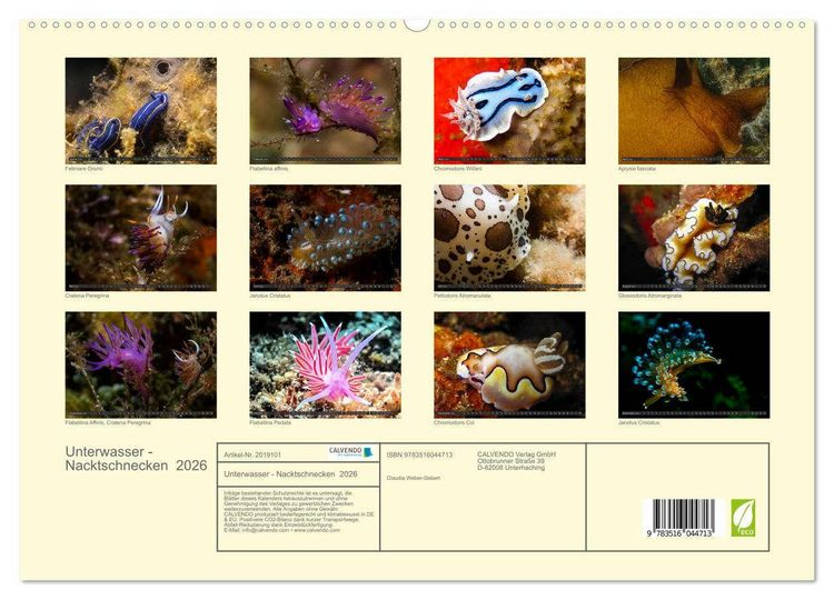 Produktbild: Unterwasser - Nacktschnecken 2026 (hochwertiger Premium Wandkalender 2026 DIN A2 quer), Kunstdruck in Hochglanz