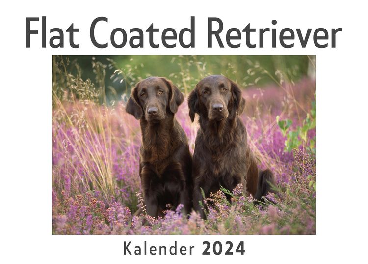 Produktbild: Flat Coated Retriever (Wandkalender 2024, Kalender DIN A4 quer, Monatskalender im Querformat mit Kalendarium, Das perfekte Geschenk)