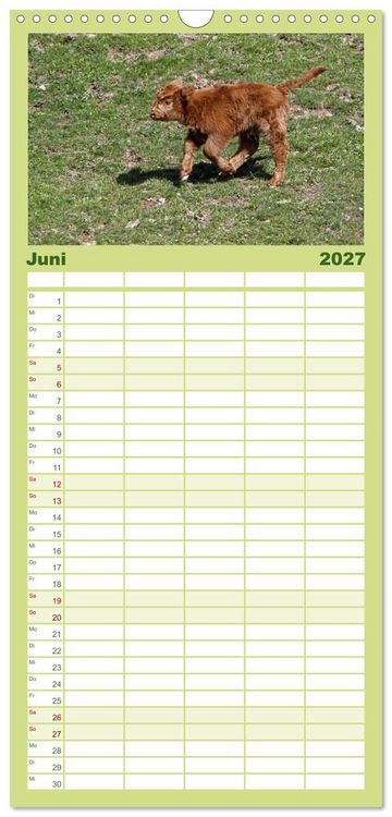 Produktbild: Familienplaner 2027 - Muuuhhh! mit 5 Spalten (Wandkalender, 21 x 45 cm) CALVENDO