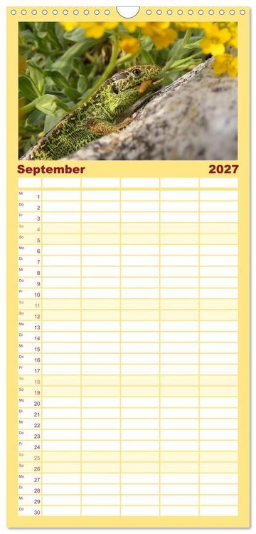 Produktbild: Familienplaner 2027 - Minisaurier im Garten mit 5 Spalten (Wandkalender, 21 x 45 cm) CALVENDO