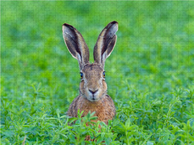 Produktbild: CALVENDO Puzzle Feldhase in freier Wildbahn | 1000 Teile Lege-Gr&ouml;&szlig;e 64x48cm Foto-Puzzle f&uuml;r gl&uuml;ckliche Stunden