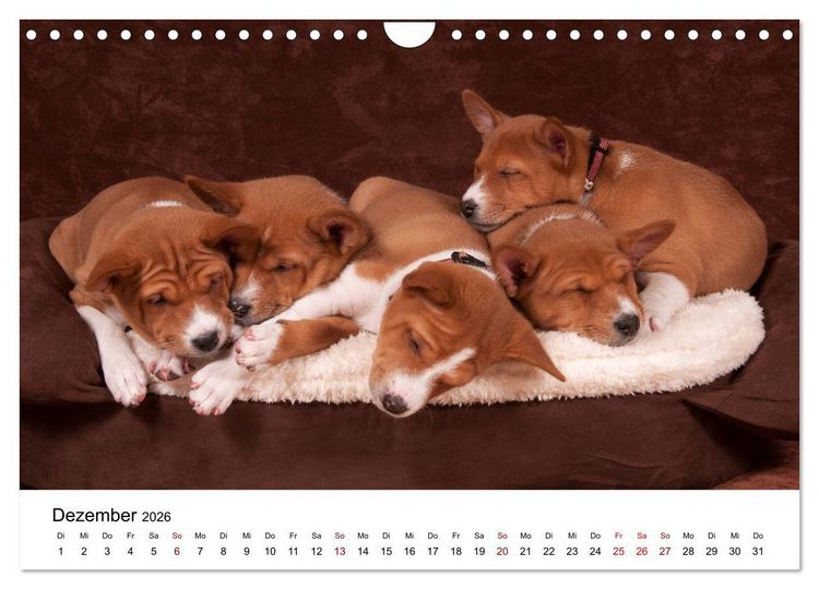 Produktbild: S&uuml;&szlig;e Basenji-Kinder (Wandkalender 2026 DIN A4 quer), CALVENDO Monatskalender
