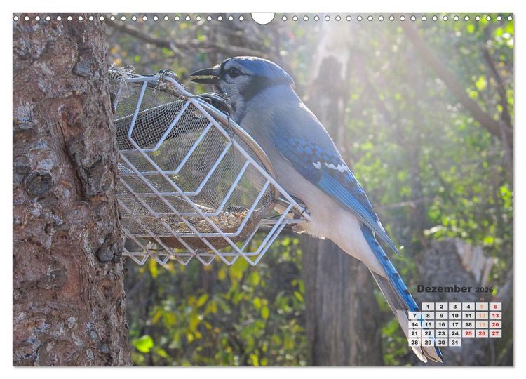 Produktbild: Kanadas charmante Kleintiere - Bezaubernde Einblicke in die Natur (Wandkalender 2026 DIN A3 quer), CALVENDO Monatskalender