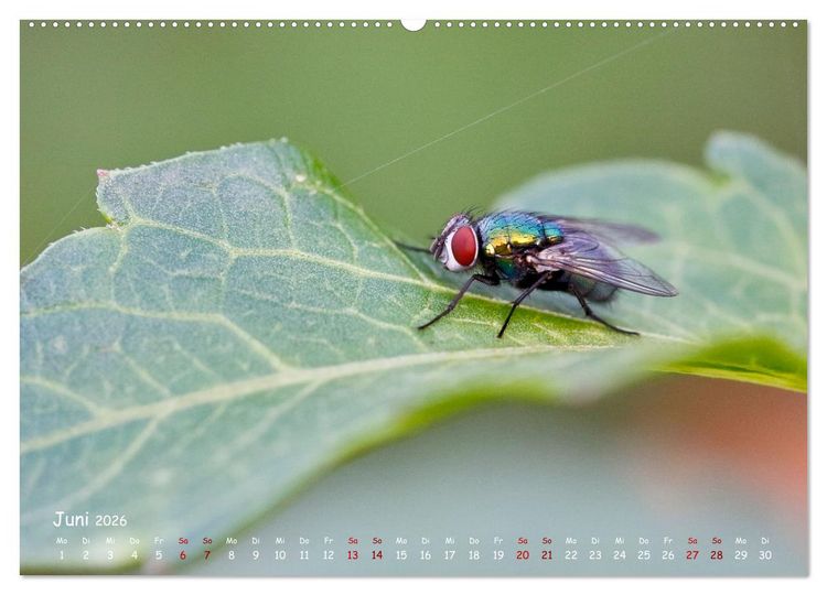 Produktbild: Tierische Untermieter (hochwertiger Premium Wandkalender 2026 DIN A2 quer), Kunstdruck in Hochglanz