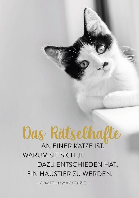 Produktbild: Buchkalender 2027: F&uuml;r Katzenfreunde