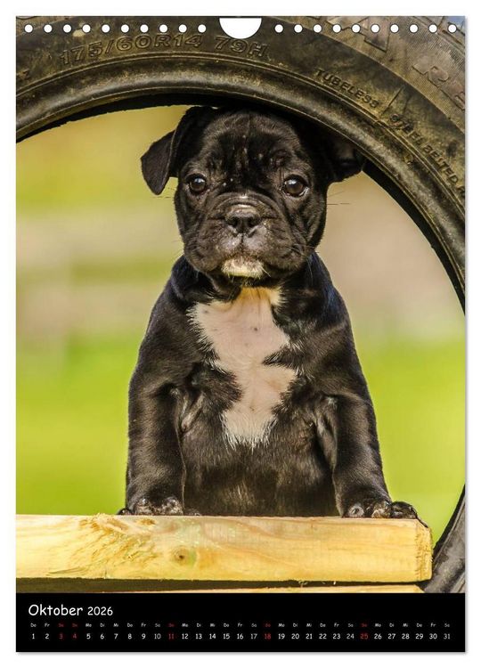 Produktbild: Franz&ouml;sische Bulldoggen - Eine Bully Liebeserk&auml;rung (Wandkalender 2026 DIN A4 hoch), CALVENDO Monatskalender