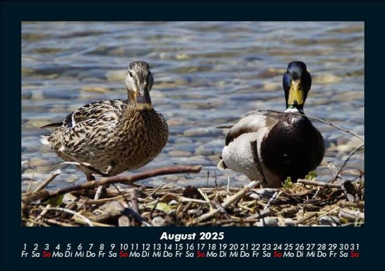 Produktbild: Enten 2025 Fotokalender DIN A5