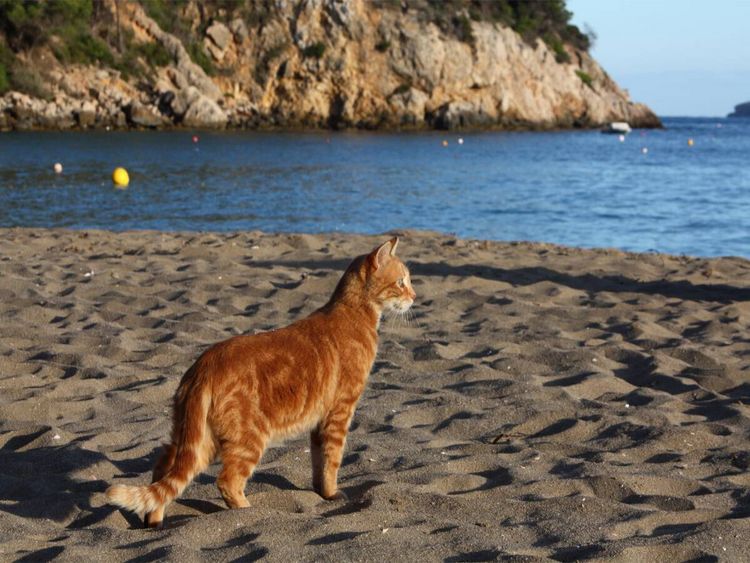 Produktbild: CALVENDO Puzzle Katze am Strand von Ibiza | 1000 Teile Lege-Gr&ouml;&szlig;e 64x48cm Foto-Puzzle f&uuml;r gl&uuml;ckliche Stunden