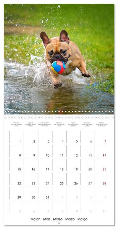Produktbild: French Bulldogs in play frenzy (Wall Calendar 2027 12 &times; 12 Inch) CALVENDO 12 Month Wall Calendar