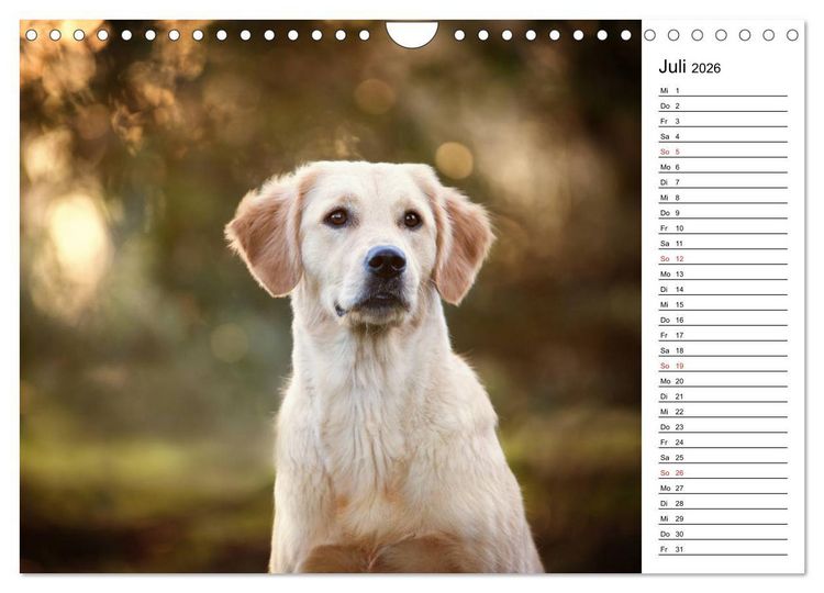 Produktbild: Goldig durch das Jahr! (Wandkalender 2026 DIN A4 quer), CALVENDO Monatskalender