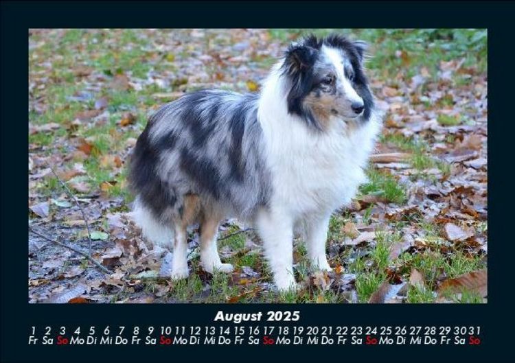 Produktbild: Der Hundekalender 2025 Fotokalender DIN A5