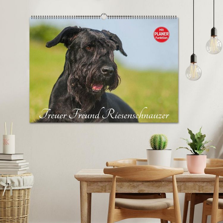 Produktbild: Treuer Freund Riesenschnauzer (Wandkalender 2026 DIN A2 quer), CALVENDO Monatskalender