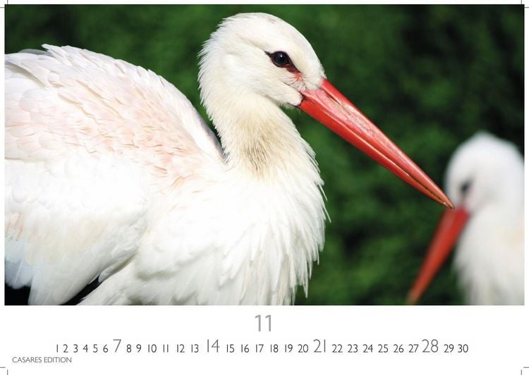 Produktbild: St&ouml;rche Kalender 2027 &ndash; Wandkalender | Fotokalender Tierkalender 35x50cm Grosses Format - Inspirierende Storch-Motive f&uuml;r Natur- und Tierkalenderliebhaber.
